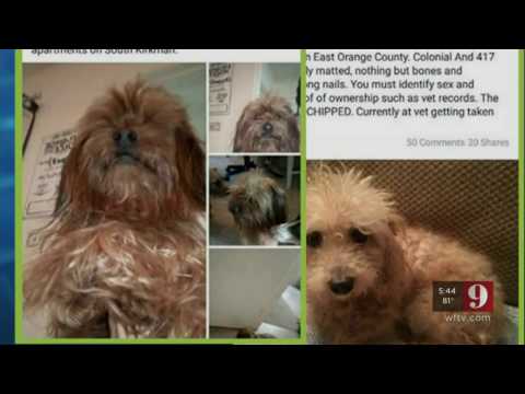 VIP Rescue of Central Florida Investigated by WFTV