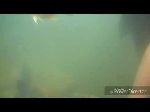 Scuba Diving | Best Experience | Tarkarli | Devbaug Beach