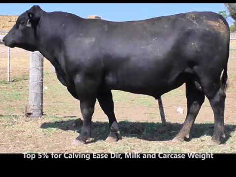 Lot 10 - Stoney Point Kudos K532