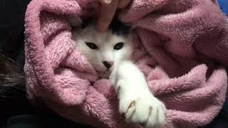 お外で寝てくれないぽんず。寝るか？