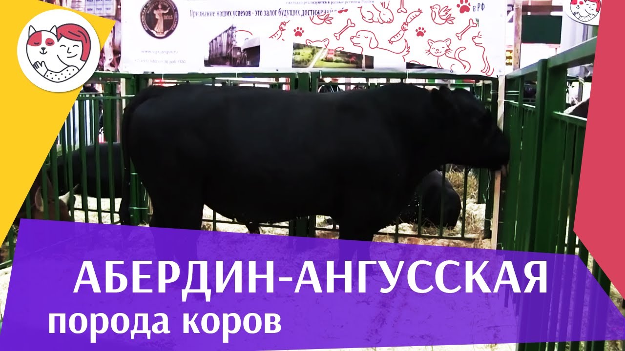 БЫК АБЕРДИН АНГУССКОЙ ПОРОДЫ 2 Агропромышленная выставка Золотая осень 2016 iLikePet