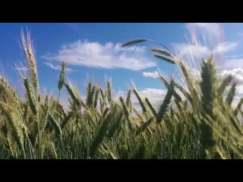 Boris Lehtlaan   Ma tahaksin kodus olla