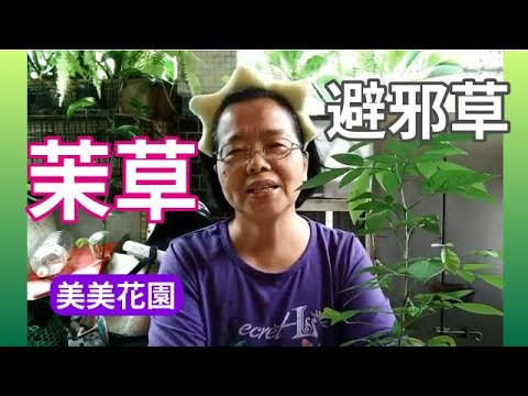 室內避邪植物