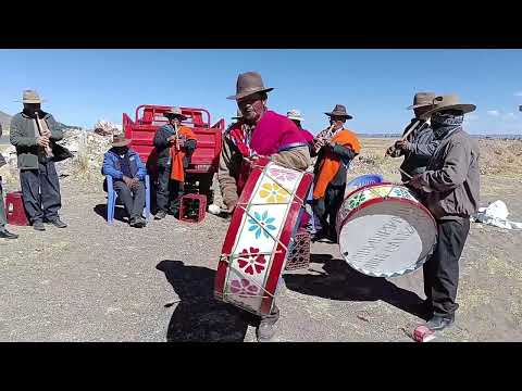 Pinqillus en Cucho Yanaoco - Huancané, Puno, Perú.