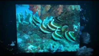 preview picture of video 'Diving Fiji Snorkelling Plantation Island'