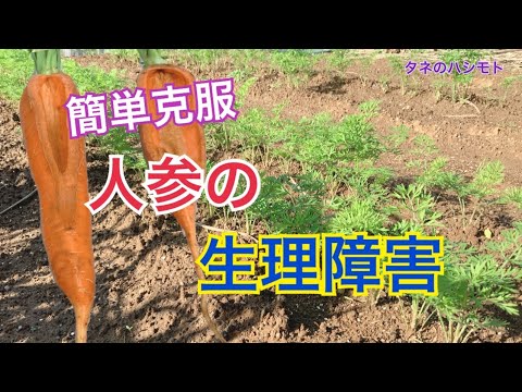 , title : '【生理障害を克服】人参の上手な育て方　タネのハシモト'