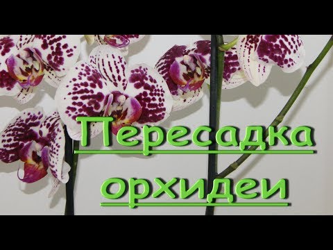 ОРХИДЕИ:корни и ПЕРЕСАДКА отцветшей новинки.