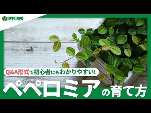 園芸 中国のお金の植物、宣教師の植物、ペペロミアの葉ピレア