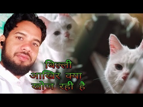 Billi आखिर क्या खोज रही हैं