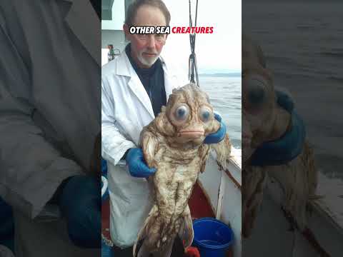 The Most UNUSUAL Sea Creatures