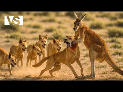 WILDES AUSTRALIEN | Der Kontinent der tödlichsten Raubtiere der Erde – Tierdokumentation