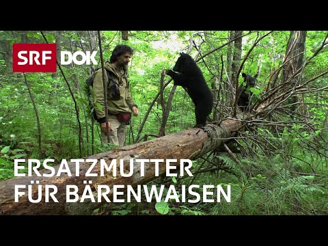 Reno Sommerhalder – Der Bärenmann in Sibirien | Leben unter Bären | Doku | SRF Dok