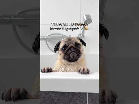 How to wash a (VERY muddy) POTATO 🥔🛁 #pug #dog