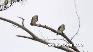 カタグロトビ2カ所で巣立ち(動画あり)