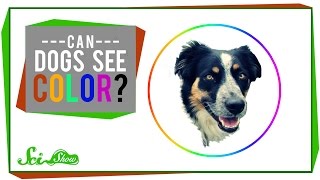 Can Dogs See Color?