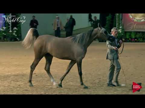 N.254 ELEVEA EXX SAYIDA - LAS VEGAS 2019 - Arabian World Cup Junior Fillies (Class 112).mp4