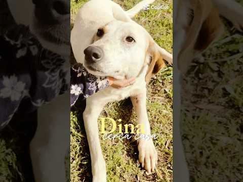 Regalo Dina splendida giovane cagnolina cerca famiglia 