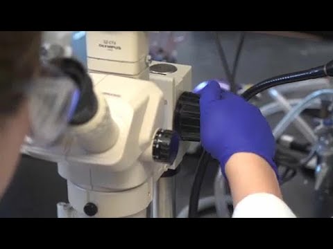 La ciencia internacional contra el coronavirus