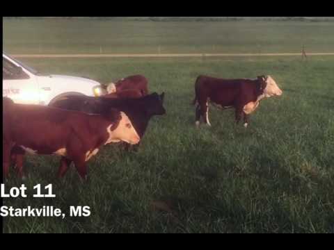 Lot 11: Mississippi State University/Oktibbeha County