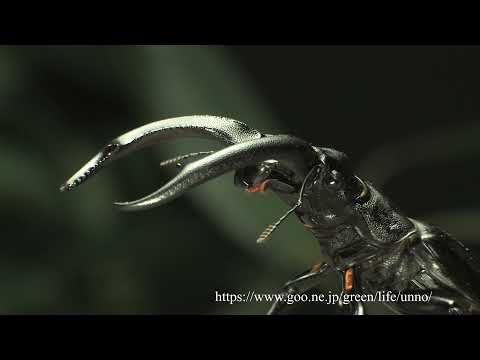 マンディブラリスフタマタクワガタVSリノケロスフタマタクワガタ