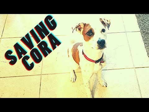 My Dog got stuck under deck