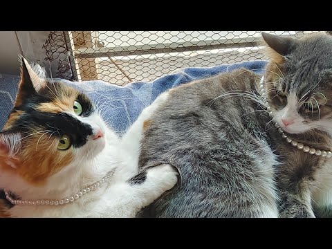 Warning: Extreme cuteness ahead! Puchki Lily being her playful self 🐾💖