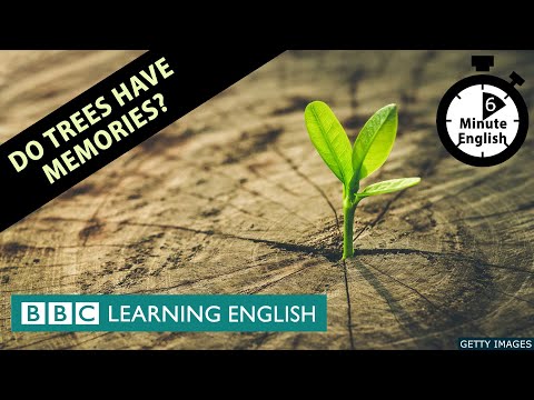 Do trees have memories? - 6 Minute English