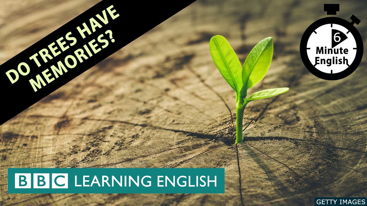 Do trees have memories? - 6 Minute English