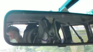 B.o.Bee Gees feat. Hayley Williams