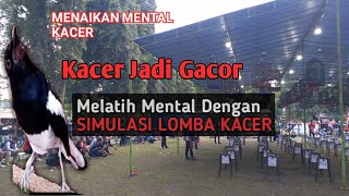 Download lagu KACER ANDA LAMBAT PANAS || TES MENTAL KACER | SIMULASI LOMBA mp3