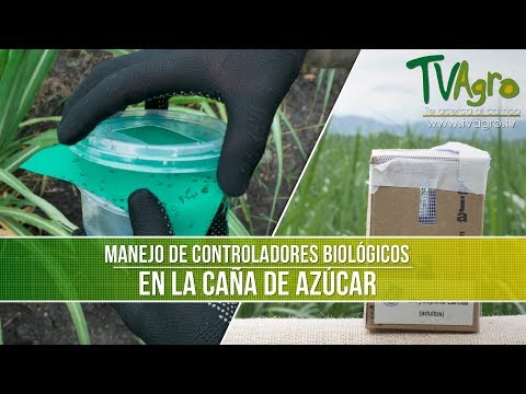 , title : 'Que es el Manejo de los Controladores Biologicos en la Caña de Azucar- TvAgro por Juan Gonzalo Angel'