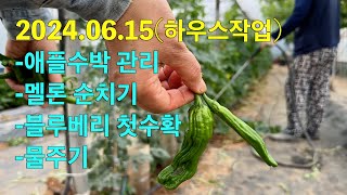 20240615-#애플수박관리#  멜론순치기# 블루베리 첫수화…