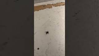 Cover art for spider beatbox