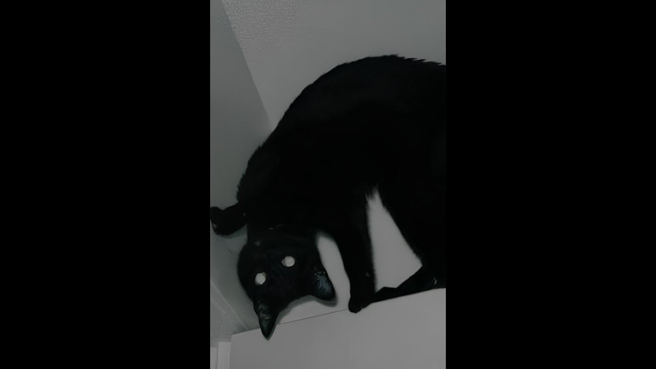 Assistir agora Skinwalker O Que é Skinwalker O Que é