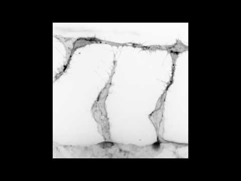 Coregonus oxyrinchusについて詳しく解説