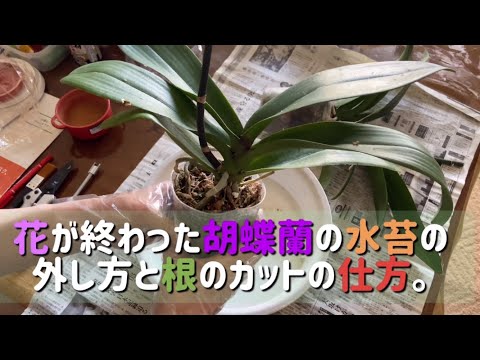 蘭の根を切る: 間違いを避ける方法 トピックス