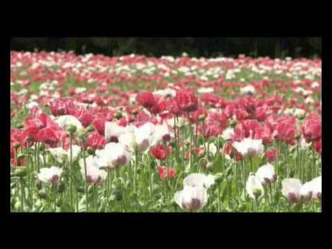 Genussregion Waldviertler Mohn