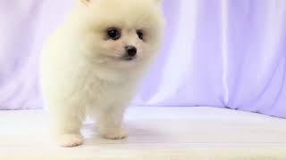 ポメラニアンの動画01