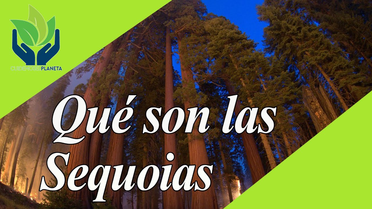 Sequoia: todo sobre este Árbol Increíble y Mágico