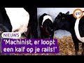 Treinconducteur vangt kalf langs het spoor: 'Ik dook erbovenop'