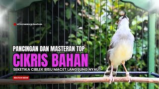 Download lagu Burung Ciblek SEMI Gacor NGEBREN Untuk Pancingan Ciblek dan MASTERAN BURUNG Kesayangan Anda mp3