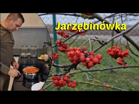 ROWN ASH LIQUEUR. ROWN ASH LIQUEUR.