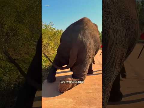🐘✨ Uncle’s Quick Action Saved the Elephant’s Life Today 😲