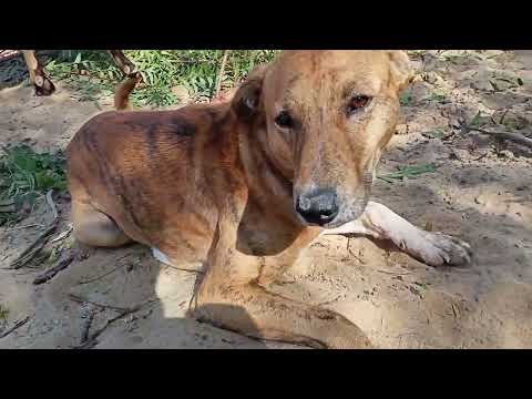 #dog #dogs #doglover