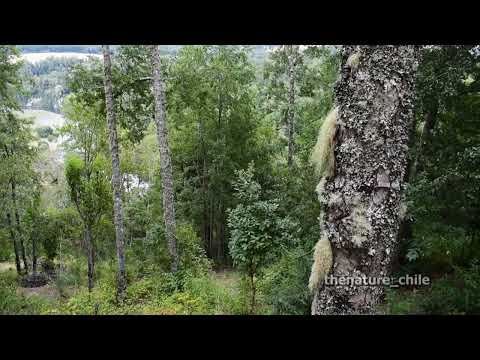 Curriñe Futrono Región de Los Ríos Chile 10 