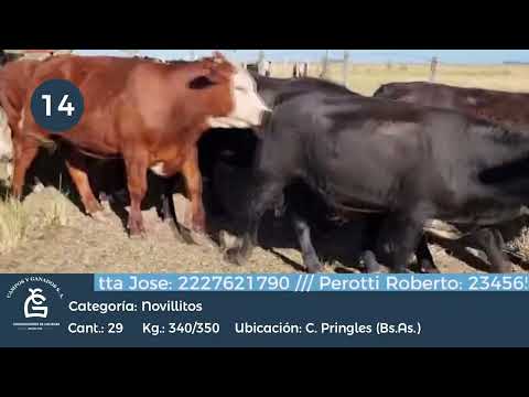 Lote Nll Inv - Cnel. Pringles - Bs As