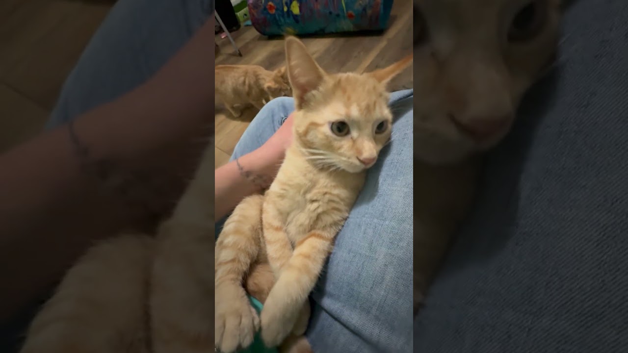 Enlarge Oscar - snuggly little sweetheart, a Adoptable Tabby in Neenah, WI video 3/6