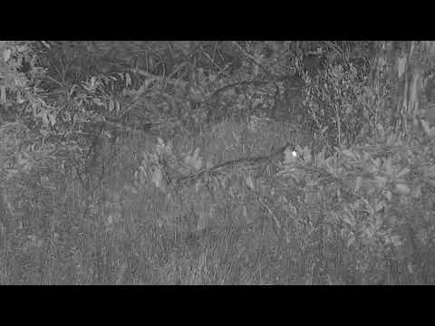 Djuma: Genet on the prowl - 21:38 - 11/04/20