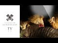 Wildebeest Taken Down By Lions Londolozi TV