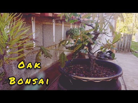 Oak bonsai wild material